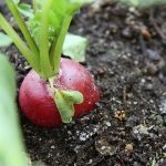 De beste groenten voor een moestuin (Moestuin)