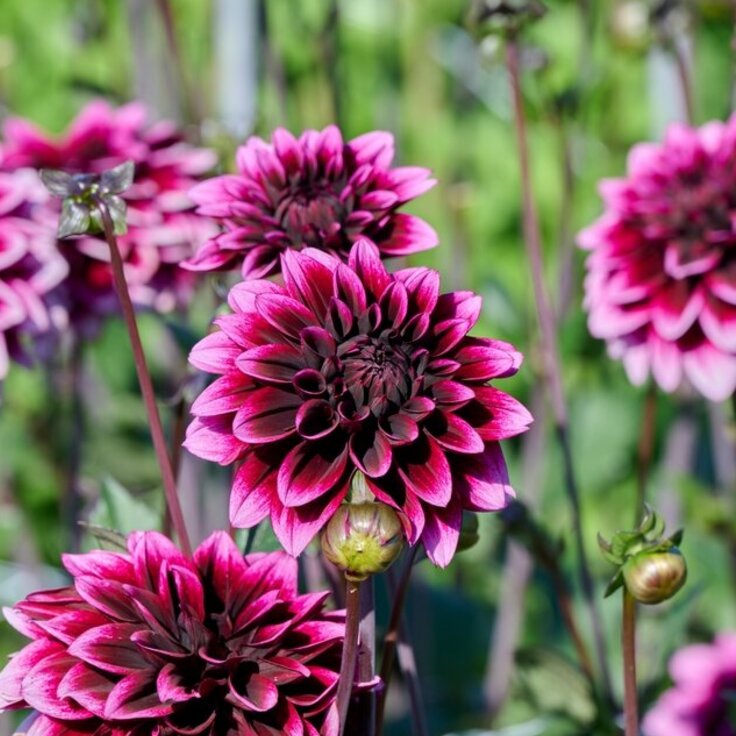 Van knol tot kleurrijke blikvanger: Waar moet u op letten bij dahlia’s? (Uitgelicht: tuinplanten)