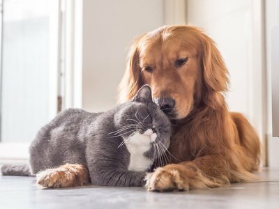 Dierendag 2019: verwen jouw huisdier! (Tuinnieuws)