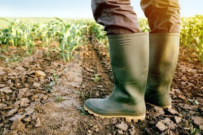 Dit zijn de gevolgen van de droogste juni ooit! (Tuinnieuws)