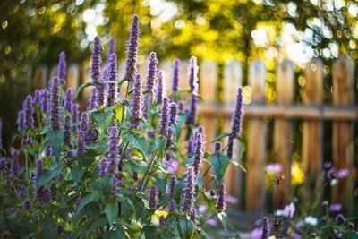 Tuinplanten van de maand juli: Bijenvrienden (Uitgelicht: tuinplanten)