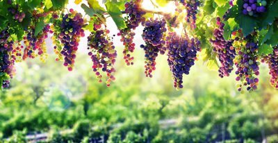 Zo laat je jouw druivenplant beter groeien (Tuinnieuws)