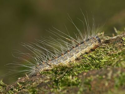 Eikenprocessierups in de buurt? Voorkom klachten! (Dieren in de tuin)