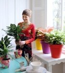 Woonplant van de maand september: Aglaonema (Kamerplanten)