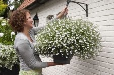 Bloeigarantie met Lobelia en Mandevilla (Tuinnieuws)