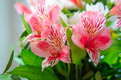 De Freesia, een echte februari bloem (Tuinnieuws)