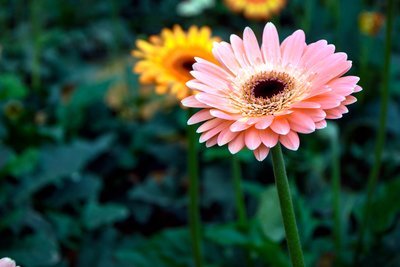 Bloemenagenda april: Gerbera (Tuinnieuws)