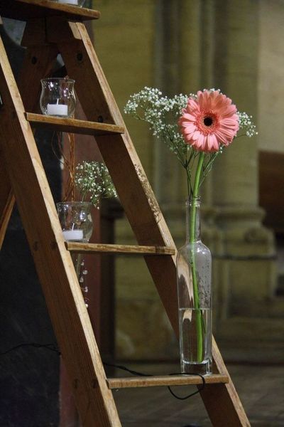 Alles over de Gerbera (Tuinnieuws)