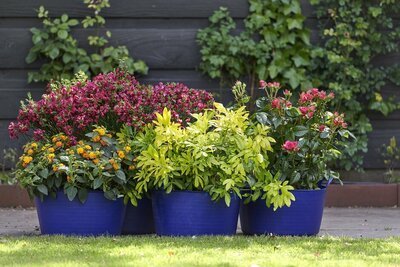 Tuinplanten mei: Geurende blikvangers (Uitgelicht: tuinplanten)