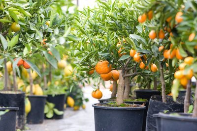 Tuinplanten mei: groenteplanten (Uitgelicht: tuinplanten)