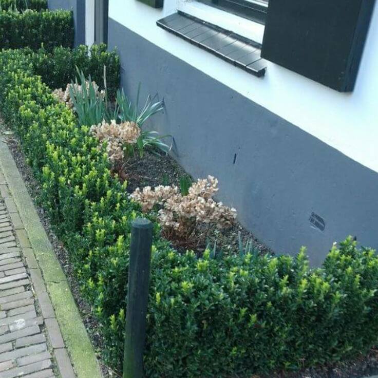 Uw Buxushaag kaal? De Euonymus japonicus Green Spire geeft dezelfde strakke, lage haag, maar zonder de buxusmot (Tuintips)