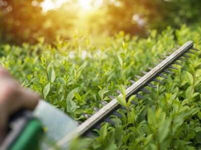 Alles wat je moeten weten over haagplanten (Tuinieren)