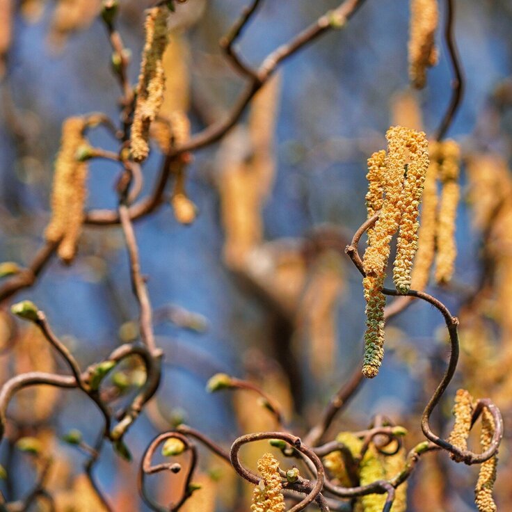 Hazelaar- en hooikoortssymptomen: een tuin ontwerpen die rekening houdt met jouw allergieën