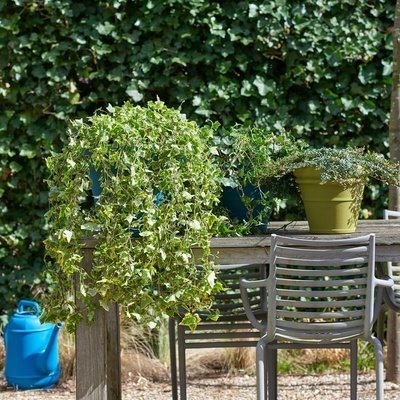 Tuinplant maart: de Hedera (Uitgelicht: tuinplanten)