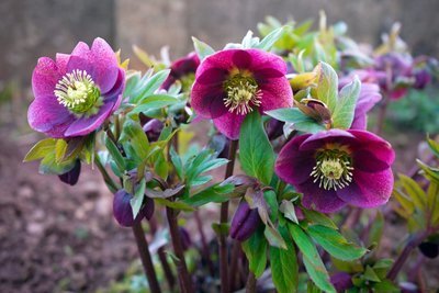 Tuinplant van de maand December: Helleborus (Uitgelicht: tuinplanten)