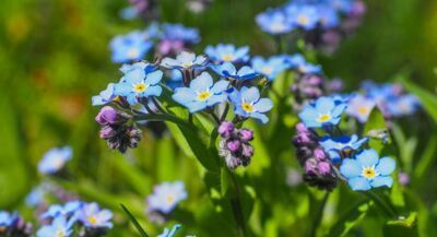 Hemelsblauwe bloemen voor Hemelvaart (Uitgelicht: tuinplanten)