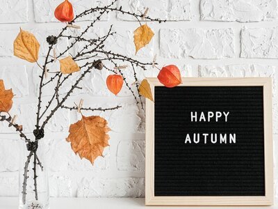 Dit zijn dé herfst bloemen van het moment (Tuinnieuws)
