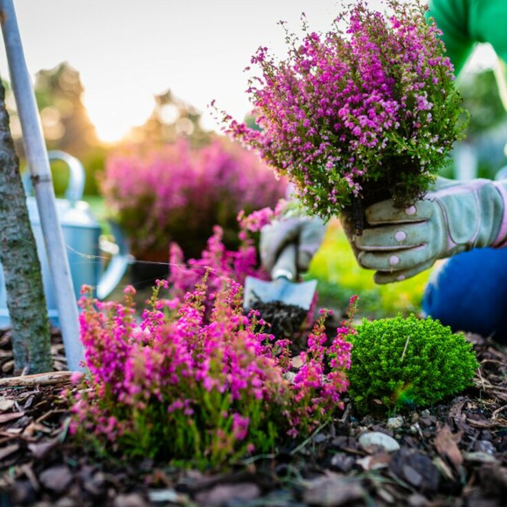 De Tuinkalender voor September: Voorbereiden op de Herfst (Tuintips)