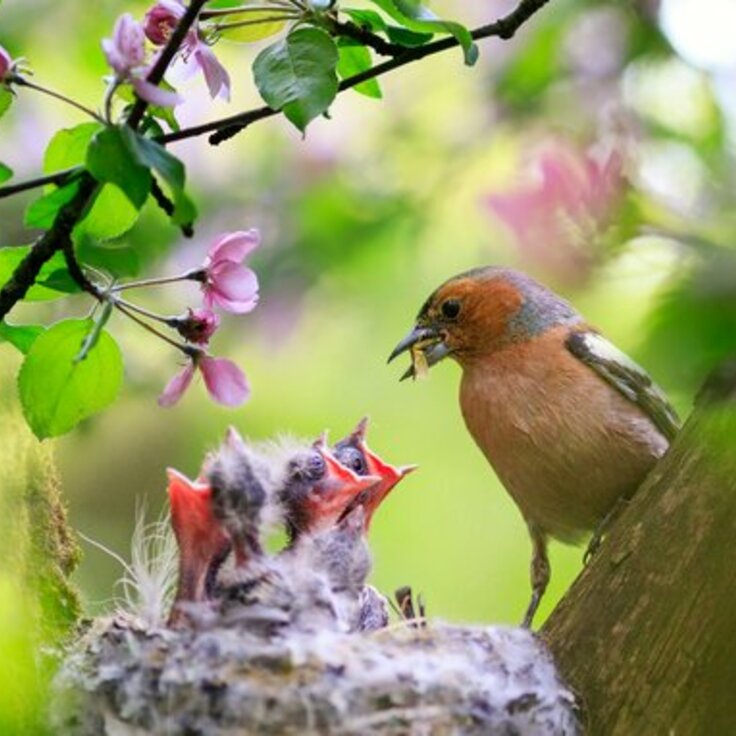 7 Tips voor het lokken van vogels naar de tuin (Voedingsstoffen in de tuin)