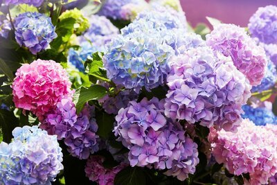 Bloemen van de maand augustus: hortensia (Tuinieren)