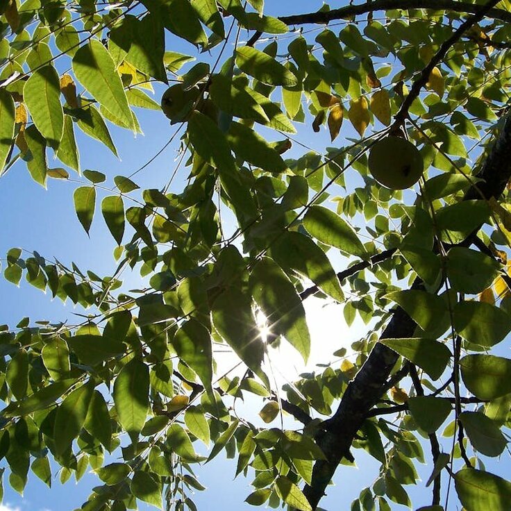 Laat je tuin bloeien, het planten van fruitbomen