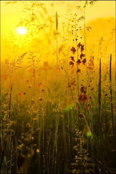 De 5 ultieme Indian Summer planten (Tuinnieuws)