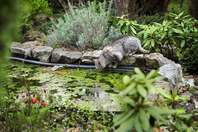 Dieren rond de vijver (Vijver)