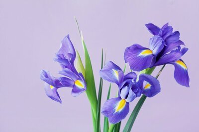 Iris staat in maart op de bloemenagenda (Uitgelicht: woonplanten)