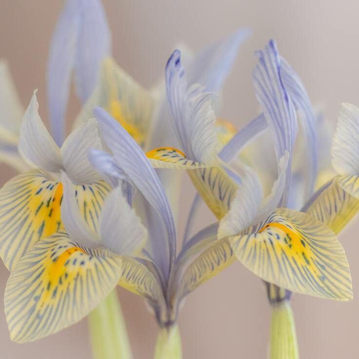 Ontdek de betekenis en tradities van Hemelvaartsbloemen