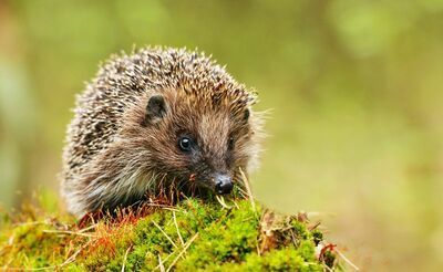 Jaar van de egel (Huisdieren)