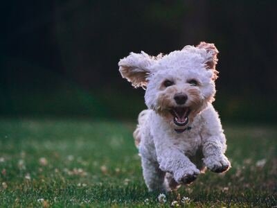 Een hond is je beste vriend (Huisdieren)