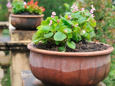 Tuinieren in potten, wel met de juiste potgrond!