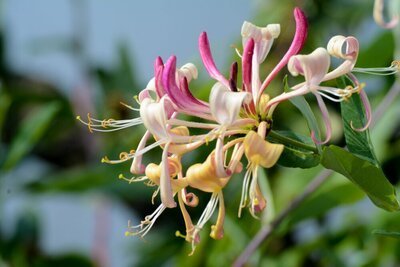 Tuinplant van de maand juni: Kamperfoelie (Uitgelicht: tuinplanten)