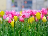 Tijd voor narcissen, tulpen en hyacinten (Tuinnieuws)