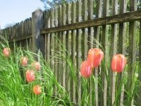 Het voorjaar komt (Tuinnieuws)
