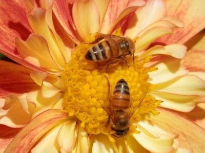 April is maand van de bij! (Dieren in de tuin)