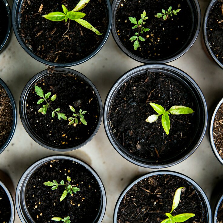 11 tuintips voor beginners: Een goed onderhouden tuin is geen kwestie van geluk!