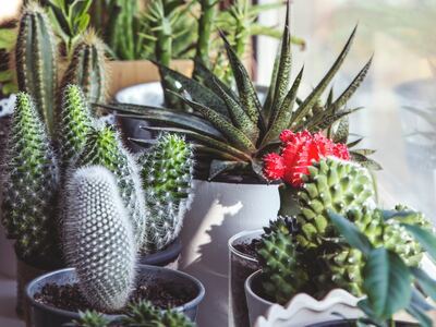 De cactus: een populaire kamerplant (Kamerplanten)