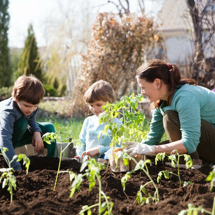 Haal het beste uit je zomermoestuin (Moestuin)