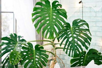 Woonplant van de maand juli: Monstera (Uitgelicht: woonplanten)