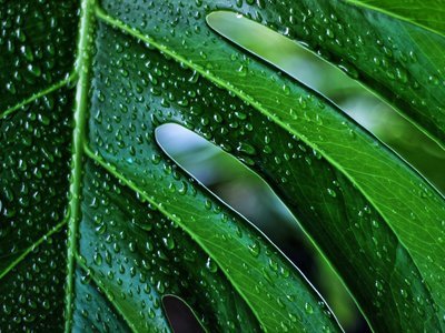 Dit moet je weten over de Monstera (Kamerplanten)