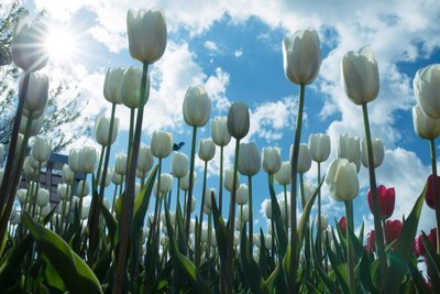 Nationale tulpendag 2018