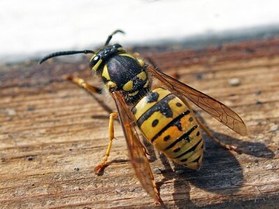 Wespen in je tuin? Zo pak je ze ferm aan! (Dieren in de tuin)