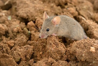 Ongewenste bezoekers in de tuin (Dieren in de tuin)