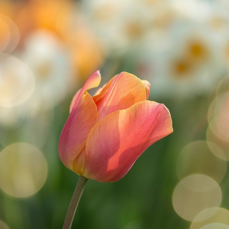 De geschiedenis en tradities van Koningsdag tulpen