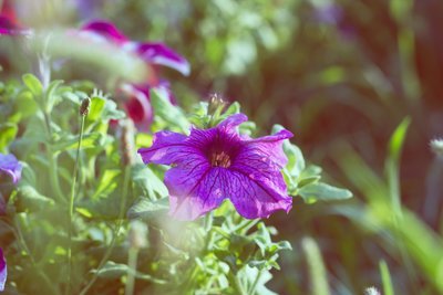 Tuinplant april: Petunia (Uitgelicht: tuinplanten)