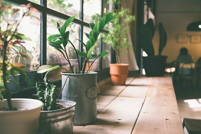 Planten in de landelijke keuken (Kamerplanten)