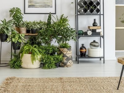Drie manieren om je huis op te vrolijken met planten (Uitgelicht: woonplanten)