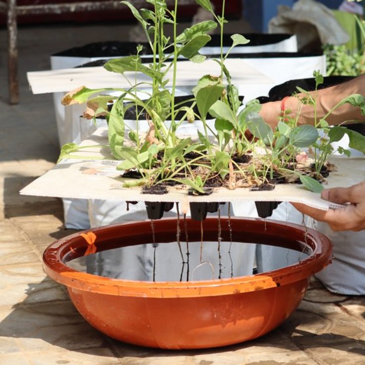 De mooiste hydrocultuur planten voor elke woonkamer (Do It Yourself)