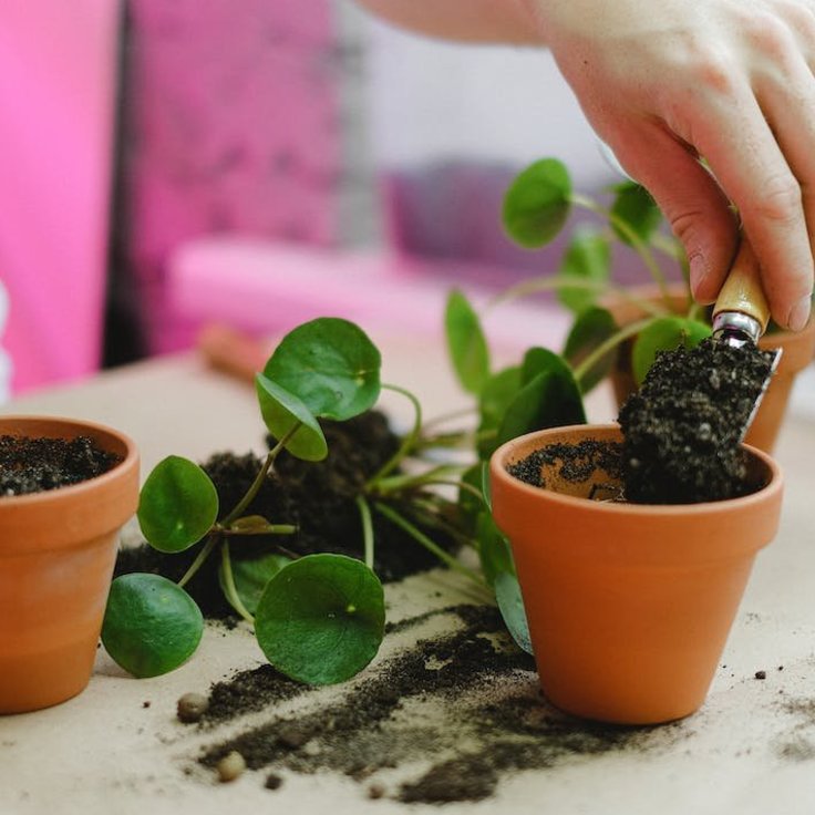 Hoe verpot je een plant?